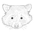 Vector Sketch Raccoon Head. Racoon Face Illustration