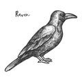 Vector sketch of raven or black crow, bird