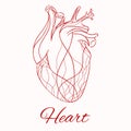 Vector sketch of the real heart Royalty Free Stock Photo