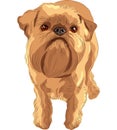 vector Sketch red dog Brussels Griffon breed Royalty Free Stock Photo