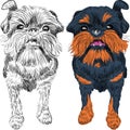 Vector sketch red dog Brussels Griffon breed Royalty Free Stock Photo