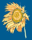 Vector sketch of ripe sunflower inflorescence