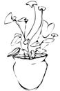 Vector sketch room Syngonium flower in a pot