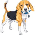 Vector sketch serious dog Beagle breed