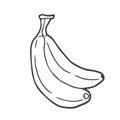 Vector Sketch Set of Banana Illustrations in doodle style Royalty Free Stock Photo