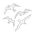 Vector sketch set flying seagulls. Bird gull angler monochrome black outline illustration isolated on white background Royalty Free Stock Photo