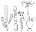 Vector sketch set with mexican cacti. Hand painted floral collection: desert cactus and tree. Botanical line art