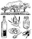 Vector sketch set of olive products