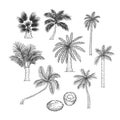 Vector sketch set of palm. Different kinds of tropical trees and coconut. Contour black illustration isolated on white Royalty Free Stock Photo