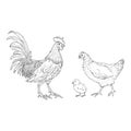 Vector Sketch Set of Poultry Birds. Rooster, Chick and Hen