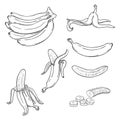 Vector Sketch Set of Various Banana Illustrations