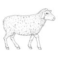 Vector Sketch Sheep Illustration