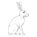 Vector Sketch Sitting Hare