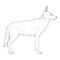 Vector Sketch Standing German Shepherd Dog