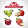 Apple. Hand drawn collection of vector sketch detailed fresh fruit. Isolated