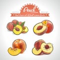 Peach. Hand drawn collection of vector sketch detailed fresh fruit. Isolated