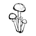 Vector sketch of three honey fungus agarics black and white outline of mushrooms isolated on a white background drawing. Ink,