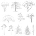 Vector sketch of trees