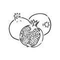 Vector sketch of tropical pomegranate fruit. Round outlines of ripe Garnet isolated on a white background, stock