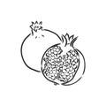 Vector sketch of tropical pomegranate fruit. Round outlines of ripe Garnet isolated on a white background, stock