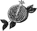 Vector sketch of a tropical pomegranate fruit on a transparent background
