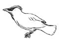 Vector sketch of waxwing