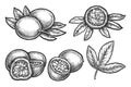 Vector sketches set of passion fruit. Pepo berry