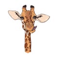 Vector sketching illustrations. Portrait of funny giraffe