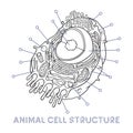 Vector sketching illustrations. Schematic structure of animal cell.