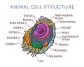 Vector sketching illustrations. Schematic structure of animal cell.