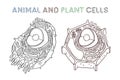 Vector sketching illustrations. Schematic structure of animal and plant cells.