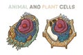 Vector sketching illustrations. Schematic structure of animal and plant cells.