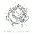 Vector sketching illustrations. Schematic structure of plant cell.