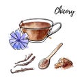 Vector sketchy illustration Chicory. Hand drawn cup with hot beverage, roots and flower, spoon with powder.