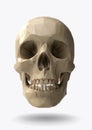 Vector skull front view in 3d realistic look