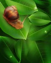 Vector snail crawling on the green leaf