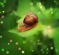 Vector snail crawling on the green leaf