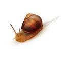 Vector snail crawling on a white background