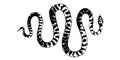 Vector snakes pencil drawing, vintage style graphic black and white, viper