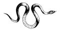 Vector snakes pencil drawing, vintage style graphic black and white, viper
