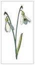 Vector snowdrop. Isolated object on a white background