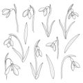 Vector snowdrops set. Hand drawn snowdrops flowers in line style on white background