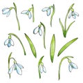 Vector snowdrops set. Hand drawn snowdrops flowers on white background