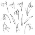 Vector snowdrops set. Hand drawn snowdrops flowers on white background