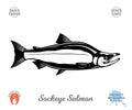 Vector sockeye salmon fish illustration Royalty Free Stock Photo