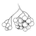 Vector Sorbus branch with berry. Black and white engraved ink art. Isolated rowan illustration element. Royalty Free Stock Photo