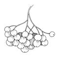 Vector Sorbus branch with berry. Black and white engraved ink art. Isolated rowan illustration element. Royalty Free Stock Photo