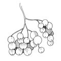 Vector Sorbus branch with berry. Black and white engraved ink art. Isolated rowan illustration element. Royalty Free Stock Photo