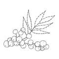 Vector Sorbus branch with berry and leaves. Black and white engraved ink art. Isolated rowan illustration element. Royalty Free Stock Photo