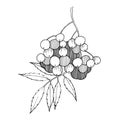 Vector Sorbus branch with berry and leaves. Black and white engraved ink art. Isolated rowan illustration element. Royalty Free Stock Photo